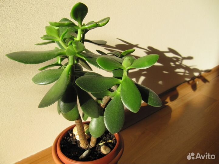 Толстянка (денежное дерево) Крассула (Crassula)