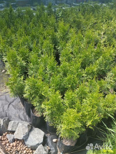 Туя Смарагд