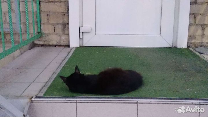 Кошкины истории.И стыдливое дело