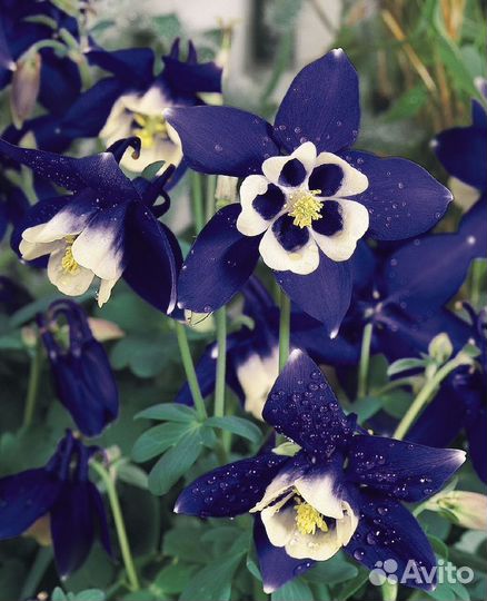 Аквилегия (Водосбор) голубая Spring Magic Navy And
