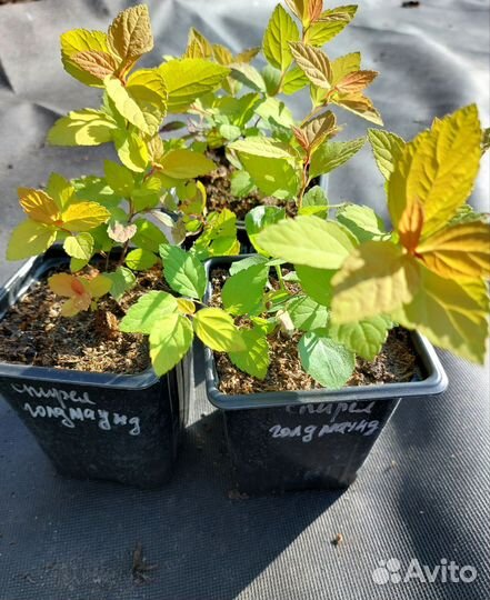 Саженцы спиреи и стефандры