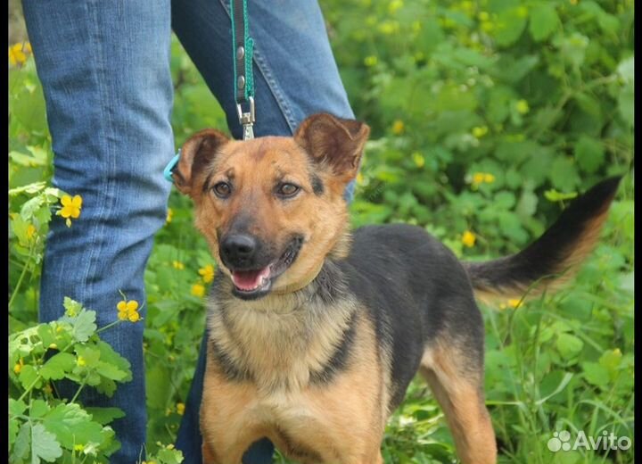 Собака в добрые руки