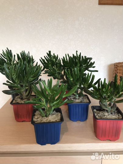 Крассула хоббит