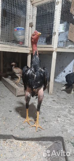 Байцовые петухи