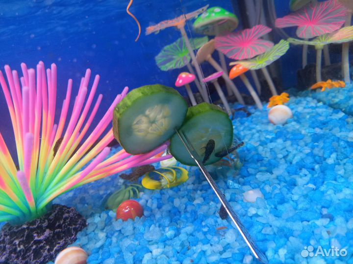 Сомики анциструсы