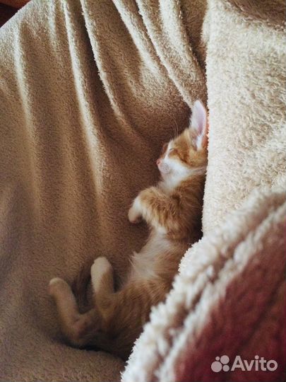Котенок в добрые руки
