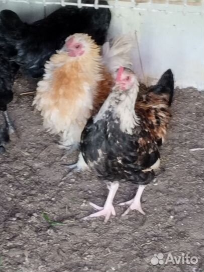 Курочки и петушки