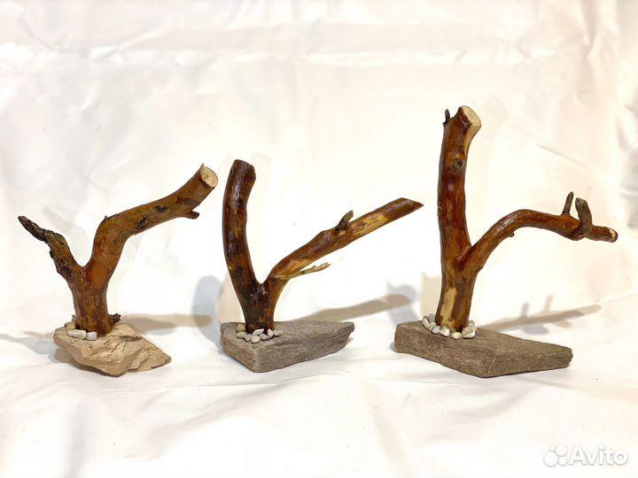 Заготовки для бонсай,деревьев из цетрарии,топиария