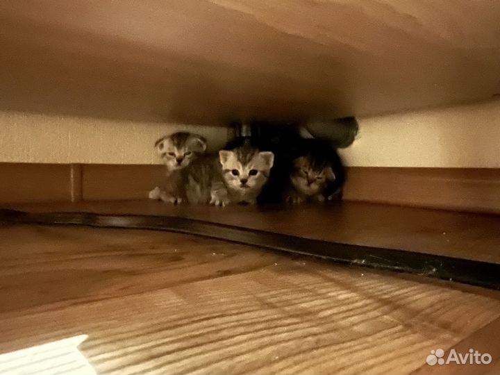 Вислоухие котята