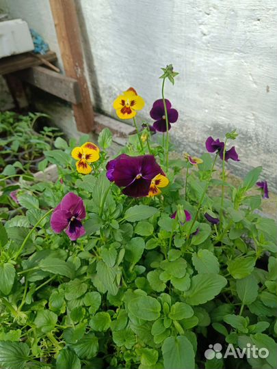 Рассада цветы и овощей