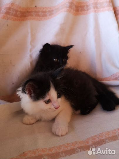 Котята в добрые руки бесплатно