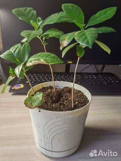 Кофе арабика