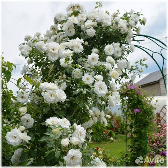 Роза Айсберг плетистая, Маритим Блэк Меджик