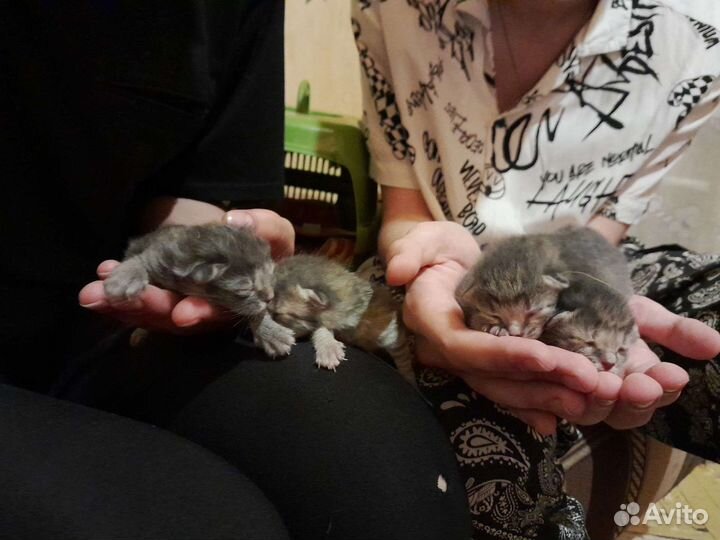 Кошка в дар бесплатно