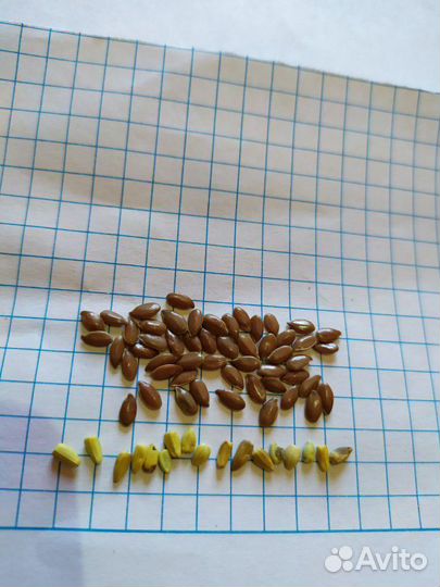 Очистка, колибровка, фасовка хранение зерновых, ма