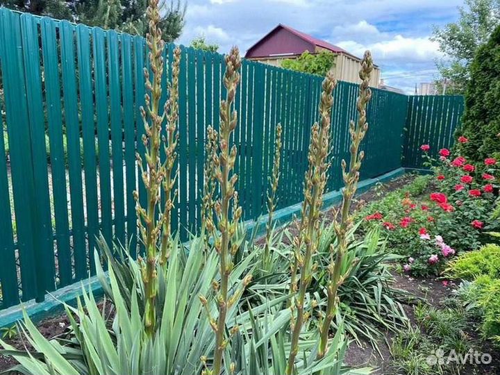 Забор из евроштакетника