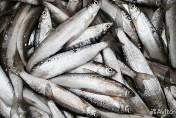 Рыба свежемороженая ряпушка