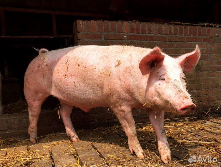 Семя хряка для искусственного осеменения свиней