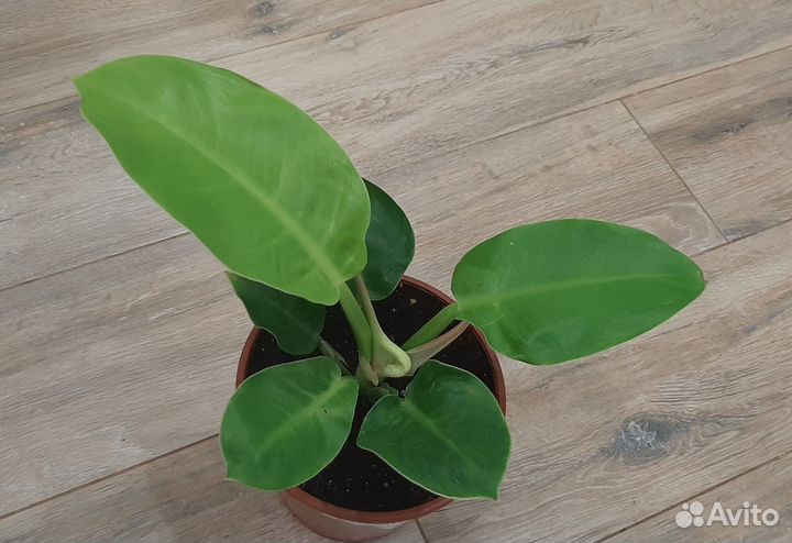 Филодендроны