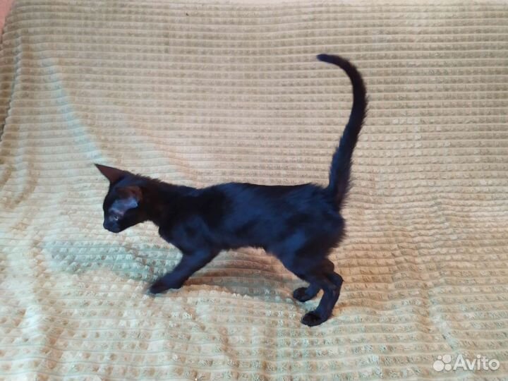 Саванна black