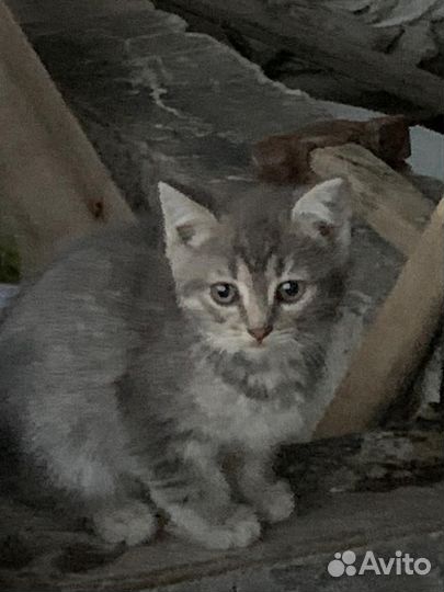Кошка в дар бесплатно