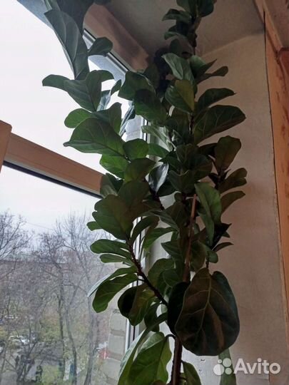 Фикус Лирата h 300