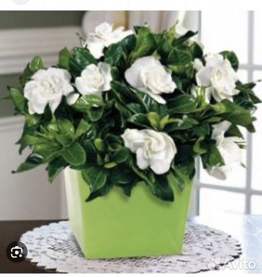 Гардения жасминовидная