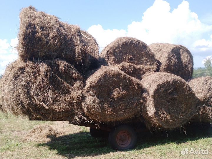 Продам сено в рулонах