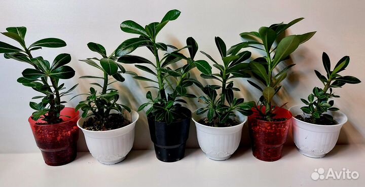 Адениум / Dorset horn medusa