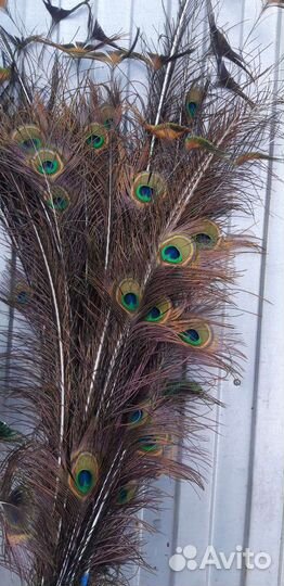 Павлиньи перья