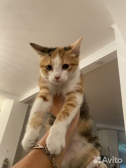 Кошка в дар бесплатно