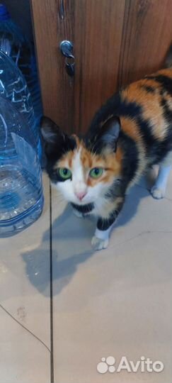 Кошка в дар