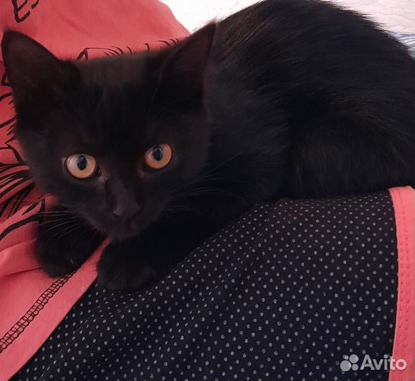 Кошка в дар