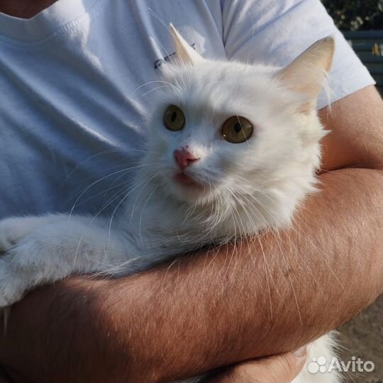 Кошечка в добрые руки