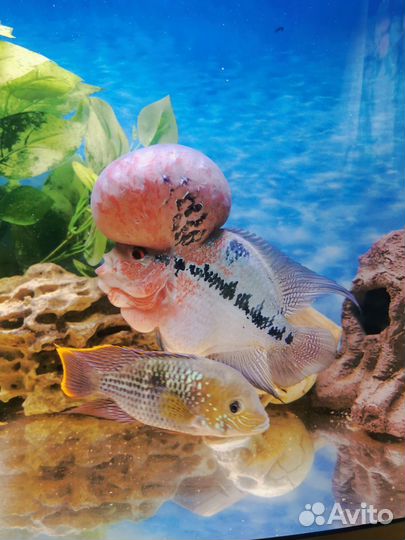 Фловер хорн