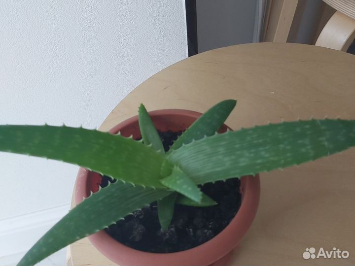 Комнатные цветы алоэ