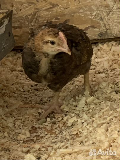 Молодые петухи