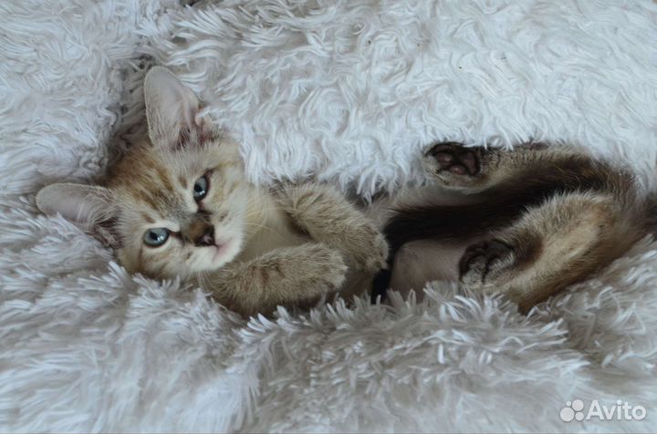 Котята метис тайченка