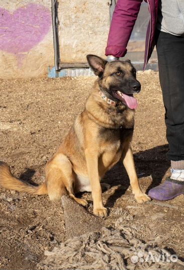 Собака Барс овчарка метис малинуа ищет дом