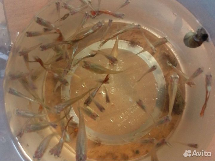 Милании и гуппи