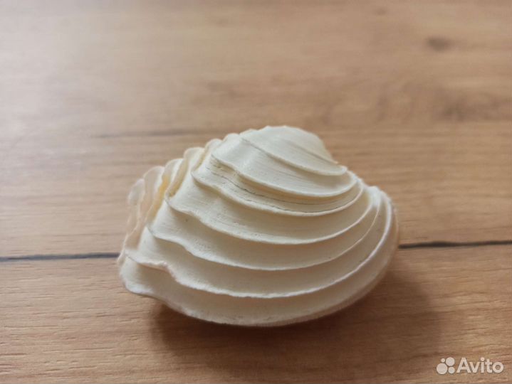 Морская раковина