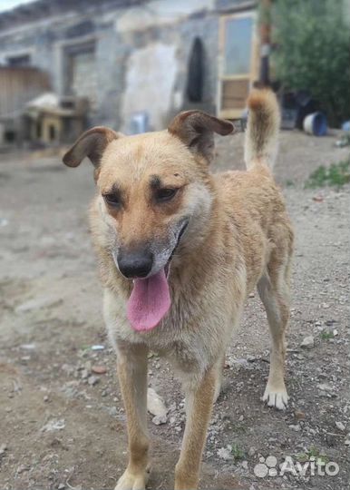 Кузя ищет дом