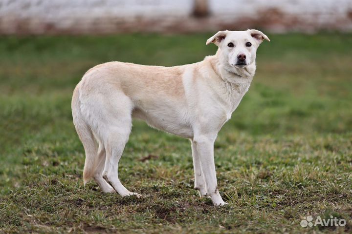 Метис лайки и лабрадора в дар