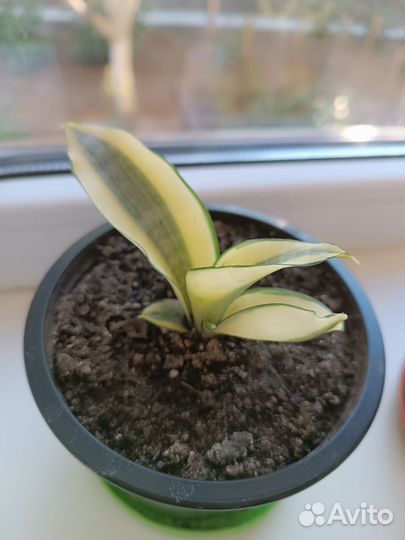 Сансевиерия сортовая Ханни