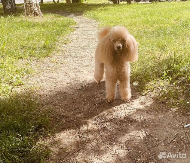 Вязка пуделя