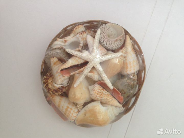 Набор ракушек