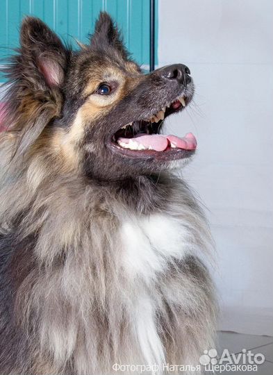 Кобель Грузин