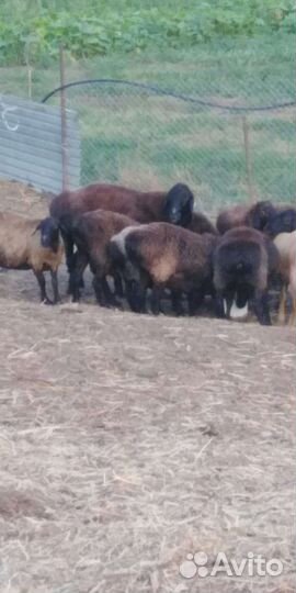 Овцы бараны ягнята