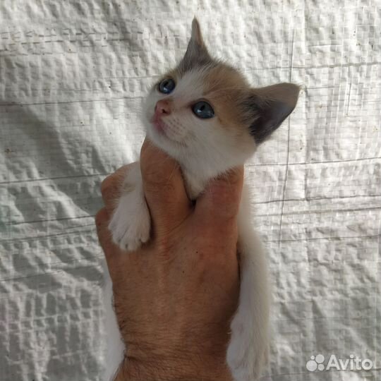 Миленькие кошечки