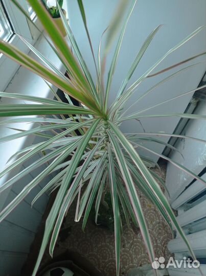 Пальма драцена